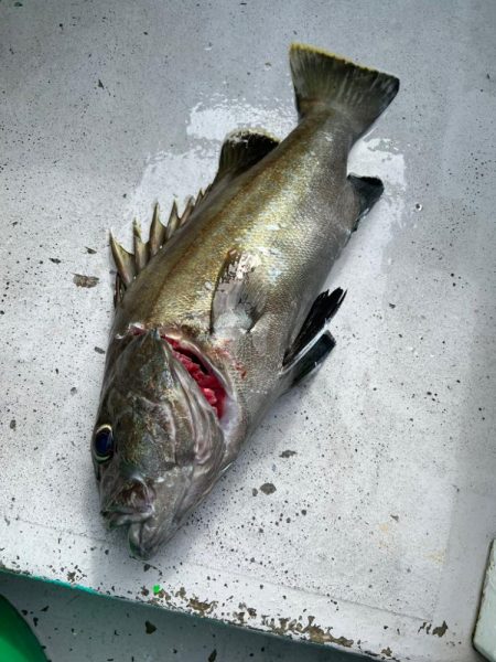 銚子ヒラメ解禁日、イワシ泳がせ五目
