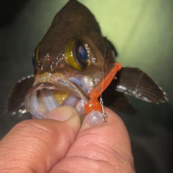 自作グラスジグヘッドのテスト