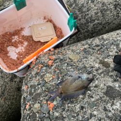 波止グレ釣り