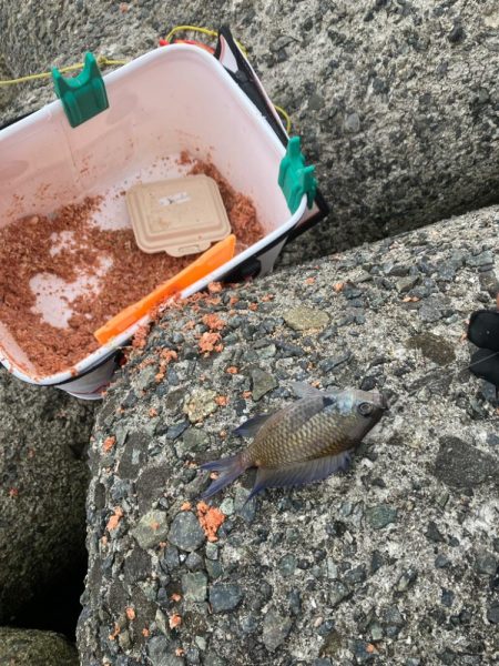 波止グレ釣り