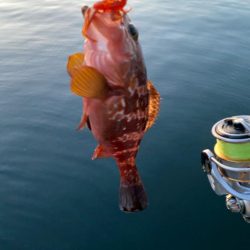 尺キジハタ連発