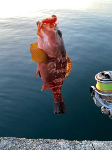 尺キジハタ連発