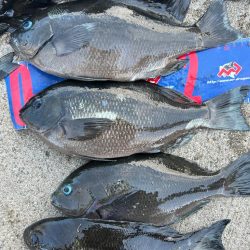 魚津港フカセ釣り