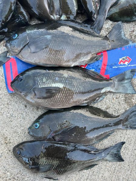 魚津港フカセ釣り