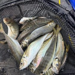 久しぶりのはとう渡船さん