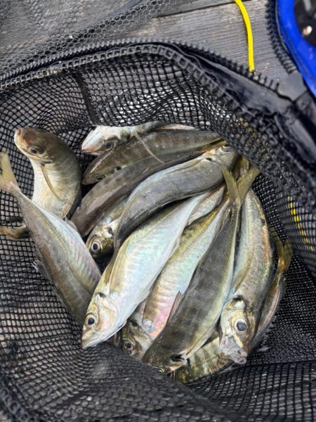 久しぶりのはとう渡船さん