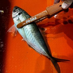 白イカ・アジ釣行