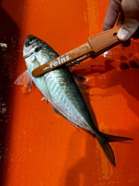 白イカ・アジ釣行