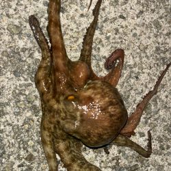 夜釣りのタコ