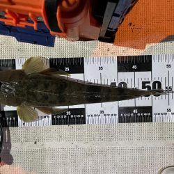 ウナギ&シーバスマゴチ