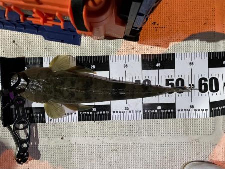 ウナギ＆シーバスマゴチ