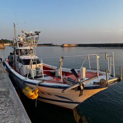 白イカ・アジ釣行