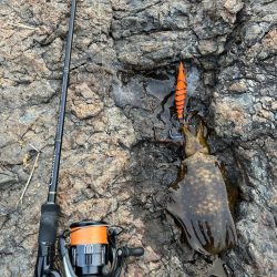 サクッと朝マヅメのみ短時間勝負