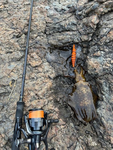 サクッと朝マヅメのみ短時間勝負