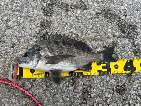 二日続けての釣行。