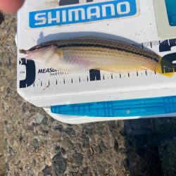 奇跡の生還:シロギスタ