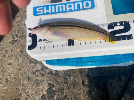 奇跡の生還:シロギスタ