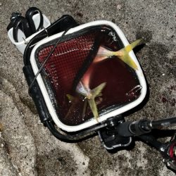 ロックアジング