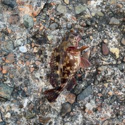 梅雨に入る前の根魚釣り