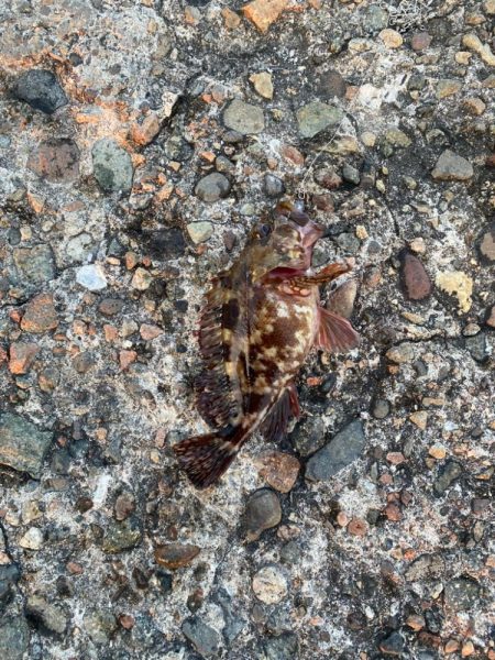 梅雨に入る前の根魚釣り