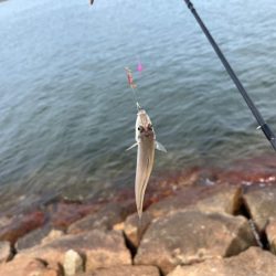 離島でエギング撃沈｜離島キスもイマイチで本土で残業