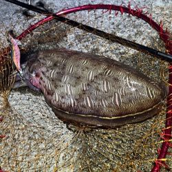 モンゴウイカが爆釣！