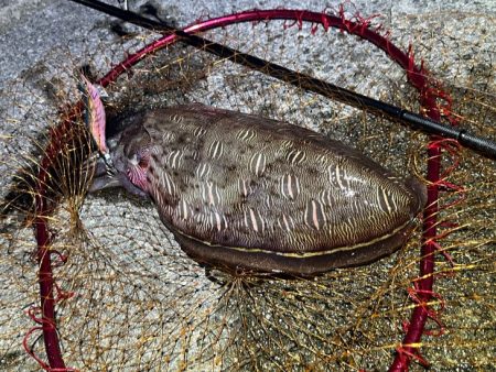 モンゴウイカが爆釣！