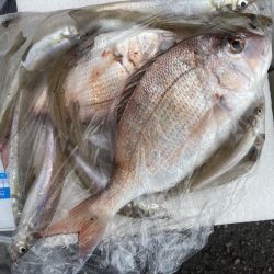 紀東・尾鷲～引本周辺へ大型キス狙い！