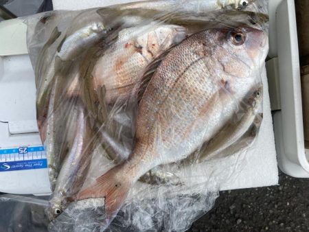 紀東・尾鷲～引本周辺へ大型キス狙い！