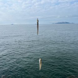 癒されない激渋キス釣り