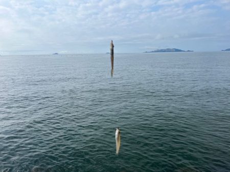 癒されない激渋キス釣り