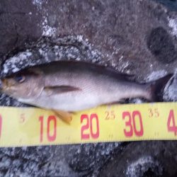 久しぶりの投稿