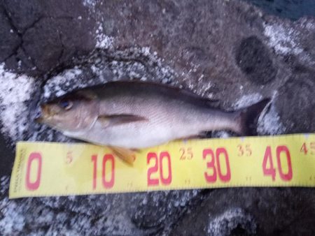 久しぶりの投稿