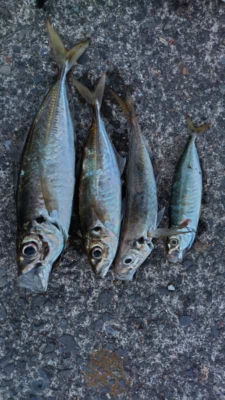 アジを釣りたい！