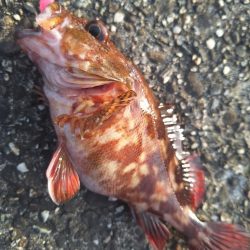 ロックフィッシュ釣行