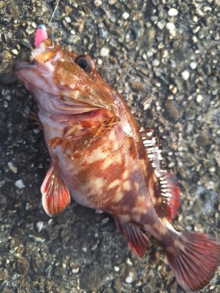 ロックフィッシュ釣行