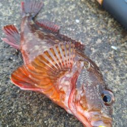 ロックフィッシュ釣行