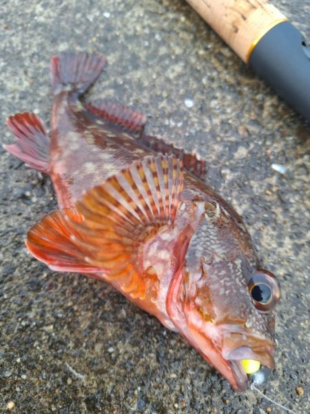 ロックフィッシュ釣行