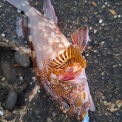 ロックフィッシュ釣行