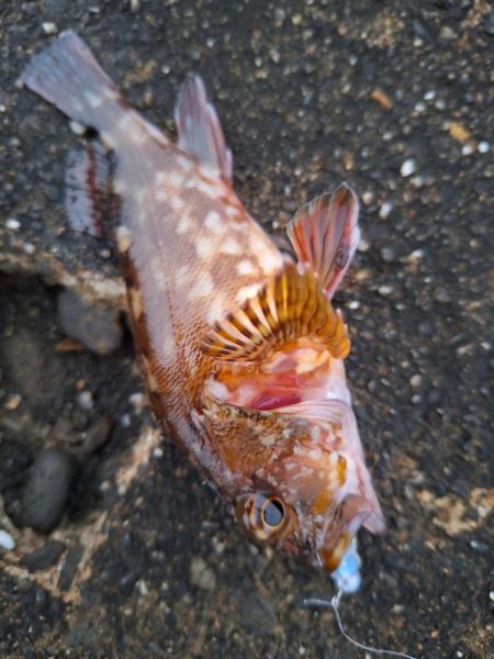 ロックフィッシュ釣行