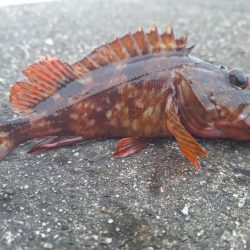 ロックフィッシュ釣行