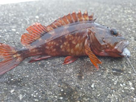 ロックフィッシュ釣行