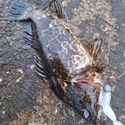 ロックフィッシュ釣行