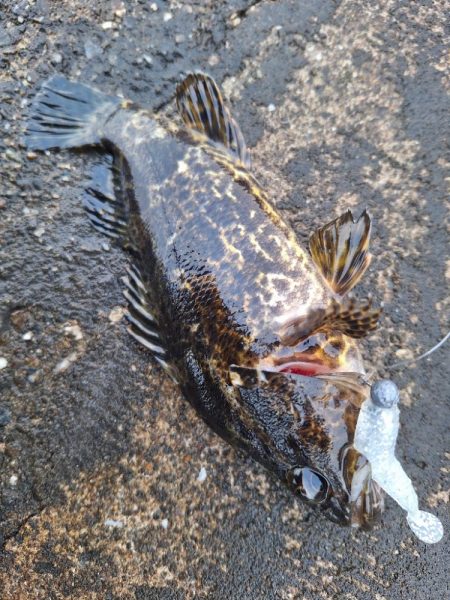 ロックフィッシュ釣行