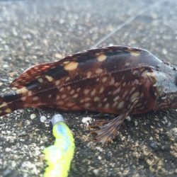 ロックフィッシュ釣行
