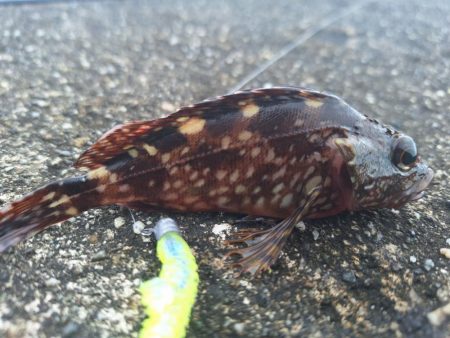 ロックフィッシュ釣行