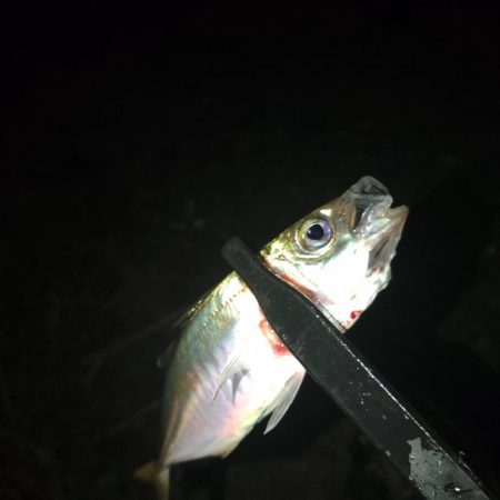 フロートゲーム～