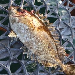 久々の狙いの魚種釣果に笑