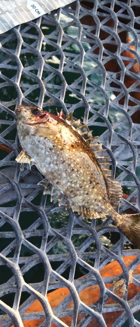 久々の狙いの魚種釣果に笑