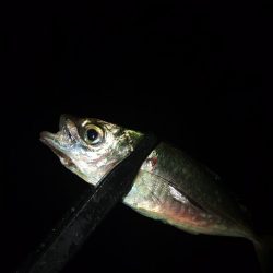 フロートゲーム～